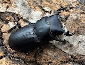 【WD】《ドルクス zhouchaoi(メンシウス ssp.) 28mm ペア》