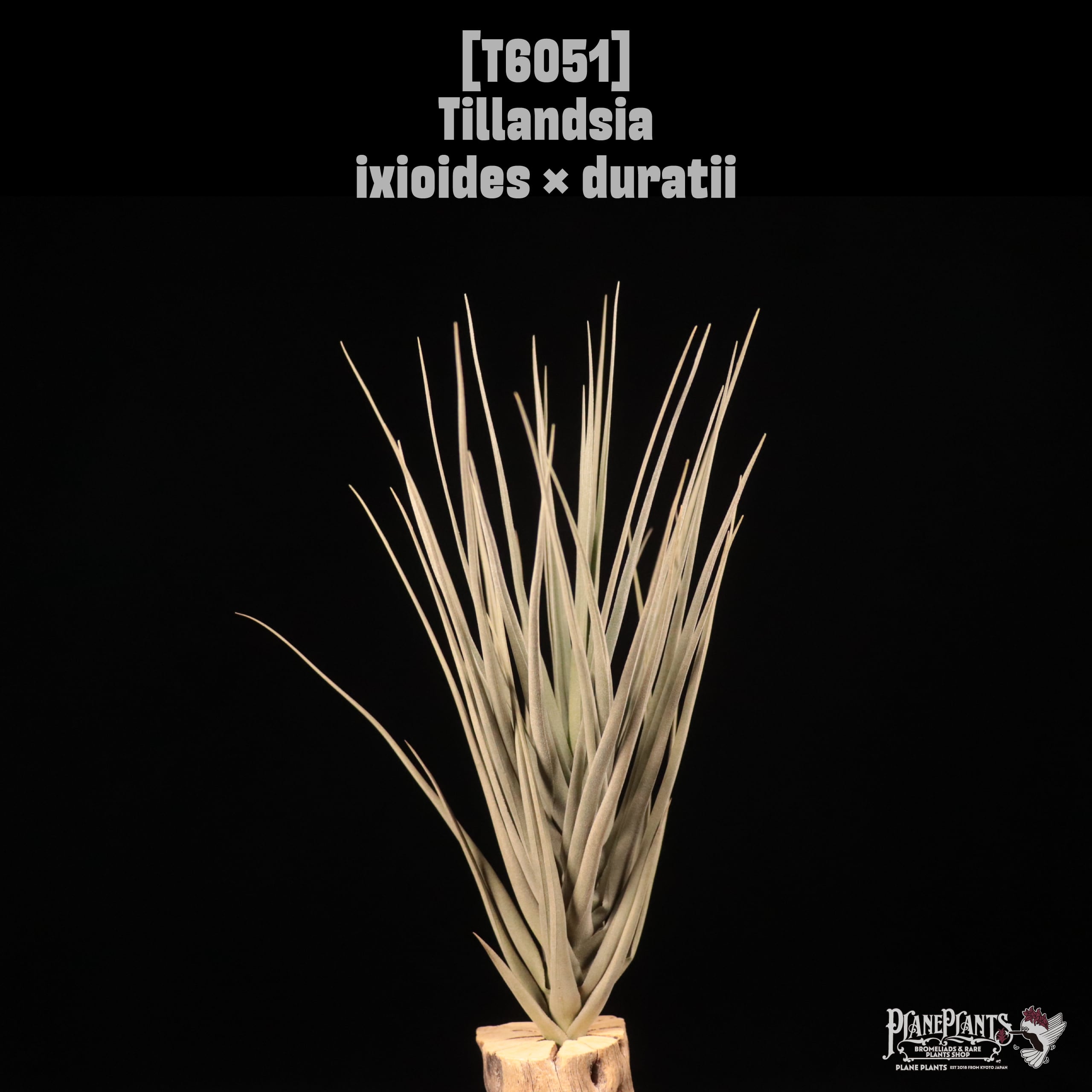 Tillandsia ixioides × duratii〔ティランジア〕T6051