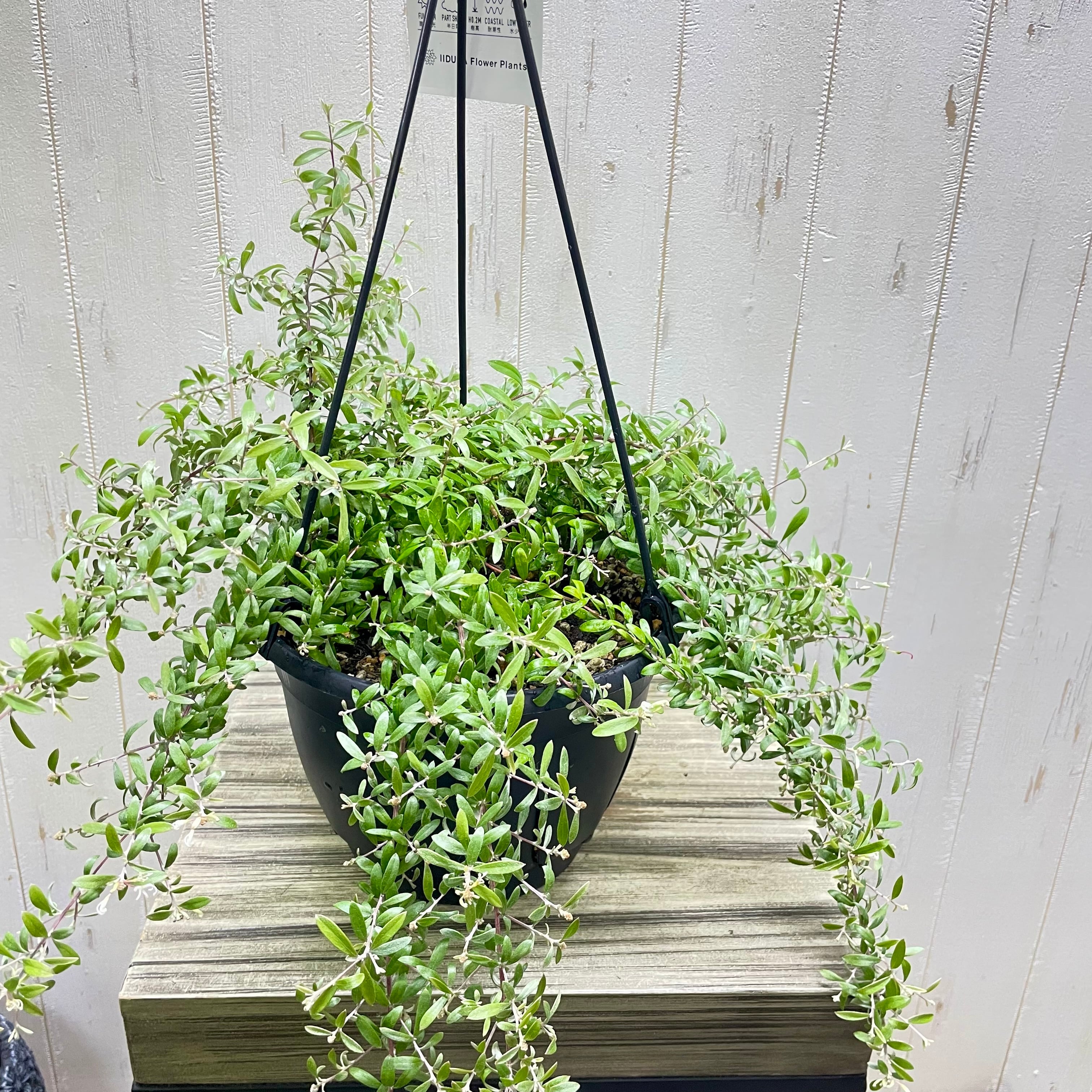 ボリュームあり 花付き グレビレア コースタルスパイダー 吊り鉢