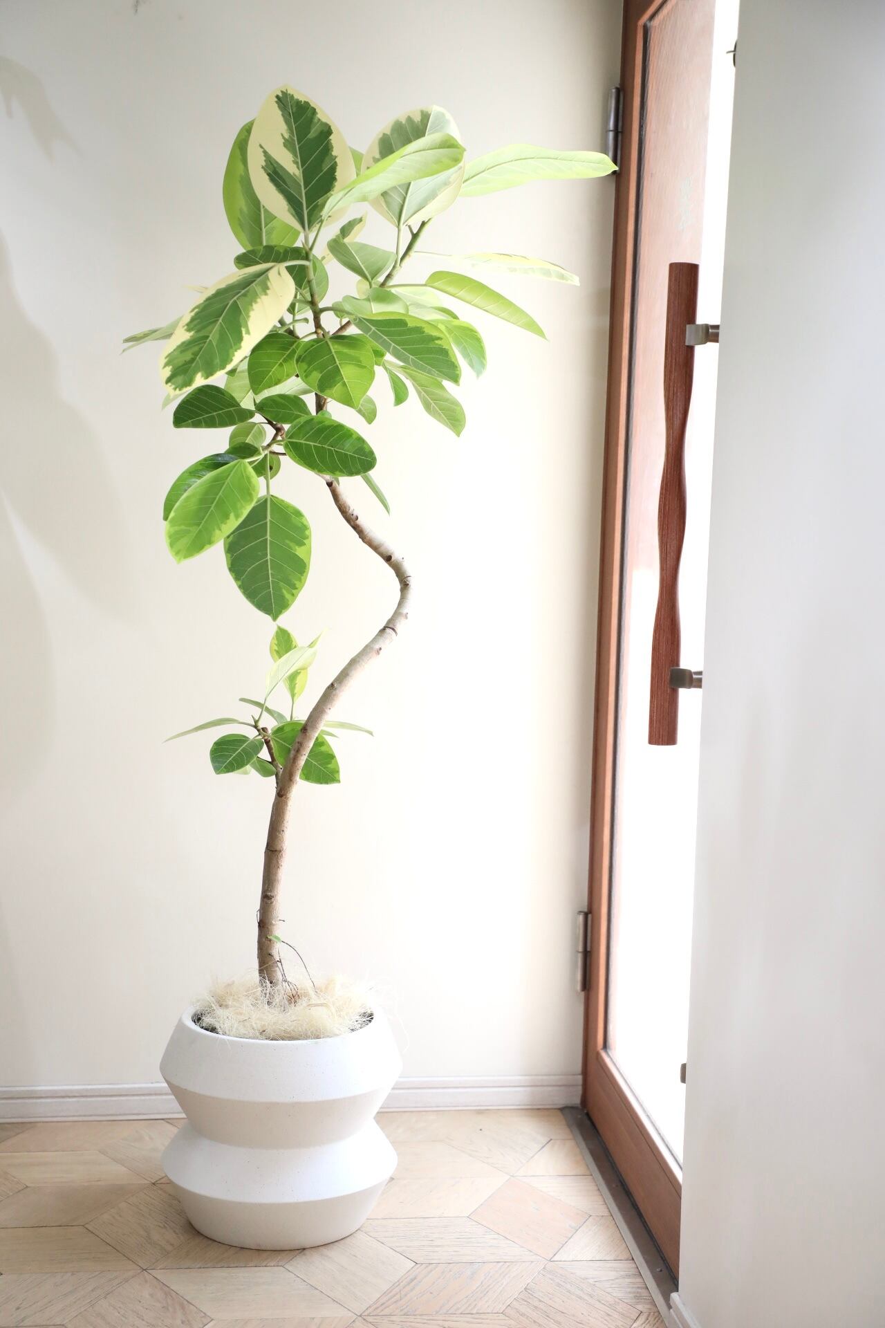 観葉植物 フィカス アルテシマ 180cm 送料無料]フィカス：アルテシマ