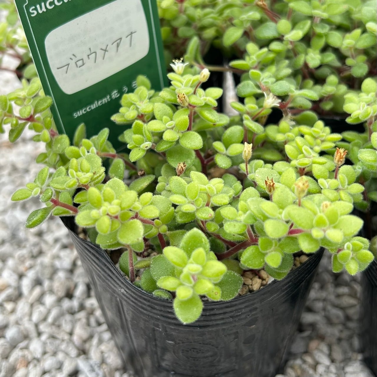 ALL ITEM | Succulent 花うらら 〜多肉植物