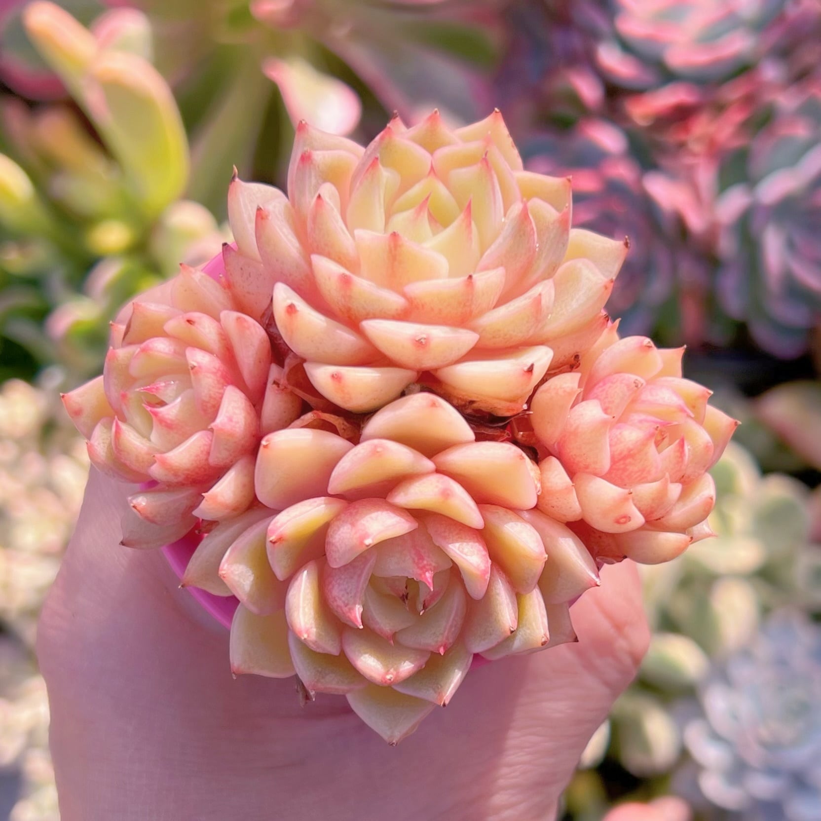 多肉植物 ベンバディス 新入荷 るる農園 | るる農園~多肉植物専門