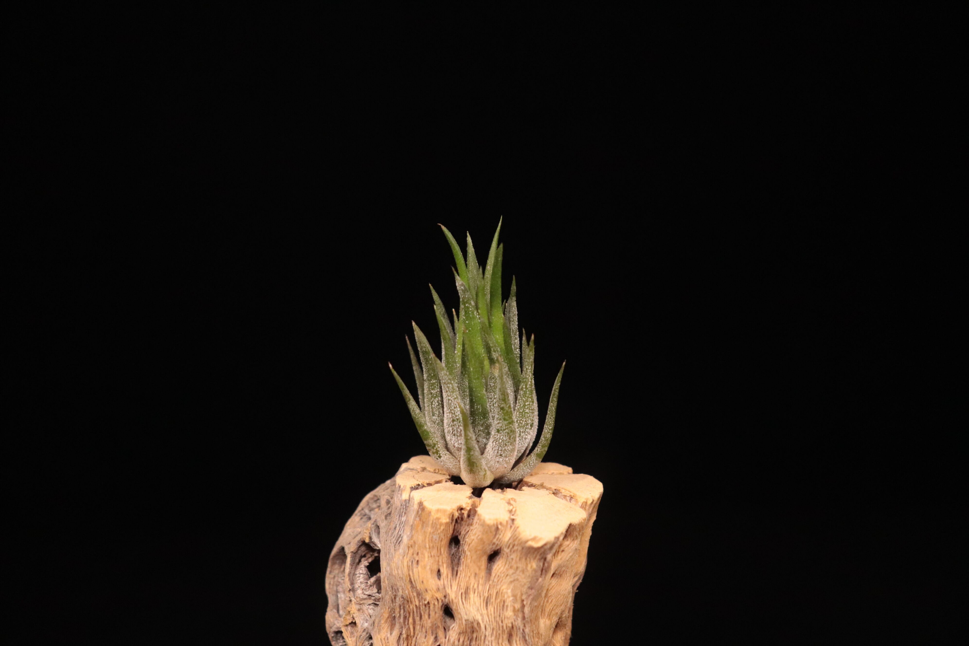 送料無料】ionantha 'Peanut' (Closed Form)〔エアプランツ〕現品発送