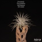 【送料無料】tectorum M〔エアプランツ〕現品発送T4202