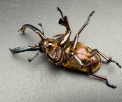 【WD】《パプアキンイロクワガタ 46mm ペア》