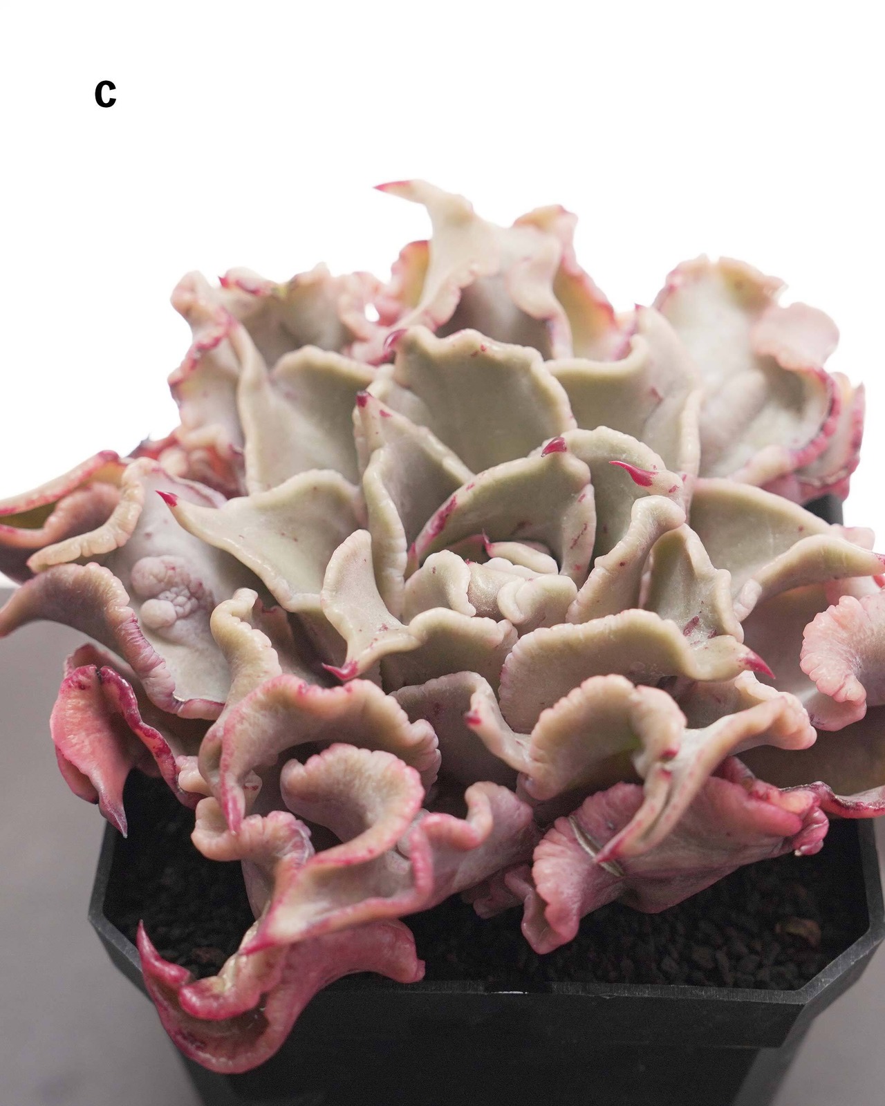 カット苗 マディバ 巨大株 Echeveria 'Madiba'