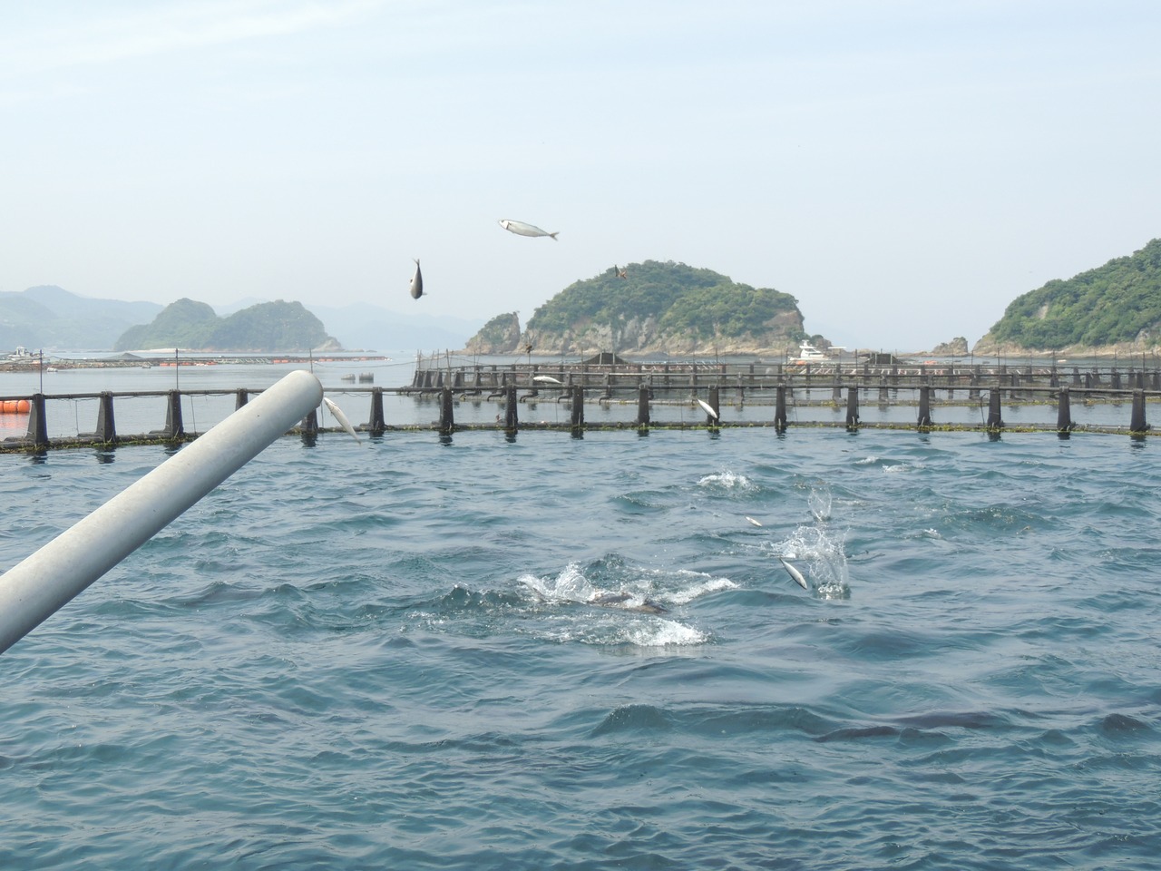 みやび鮪　端っこちゃん9P【1P100g×9】