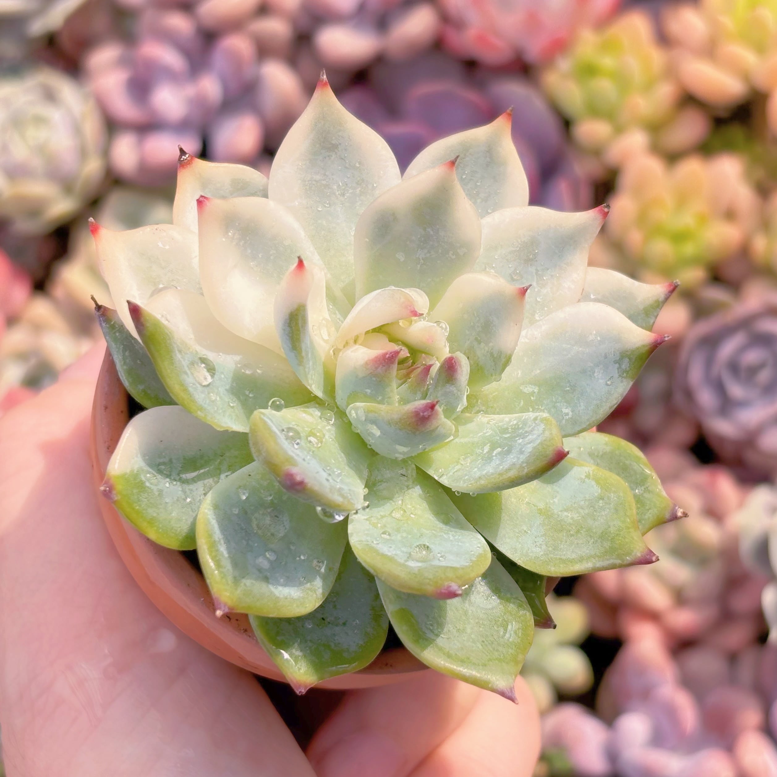 多肉植物 チワワ錦 新入荷 るる農園 | るる農園~多肉植物専門