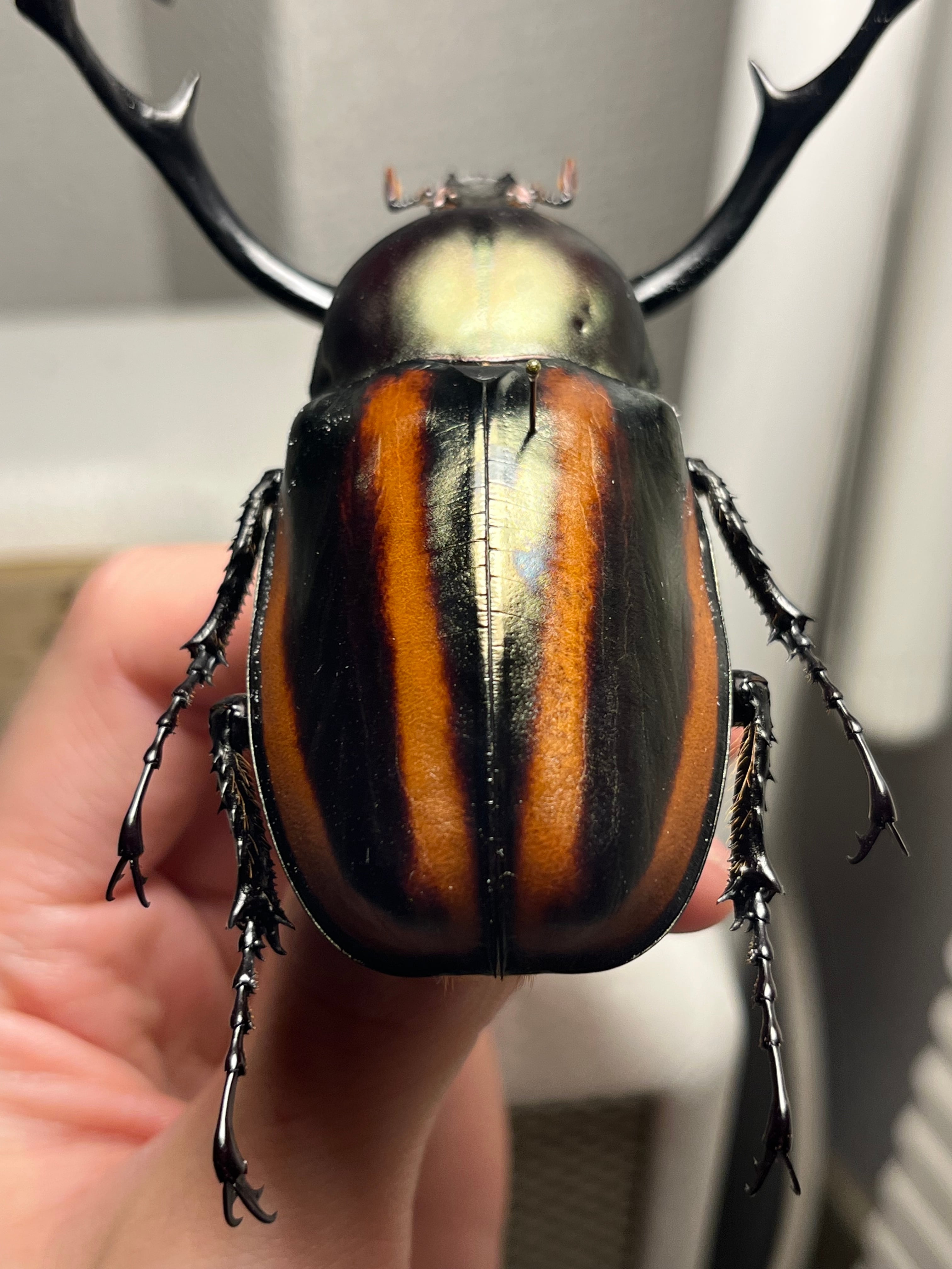 【手長黄金最高峰】セスジドウナガテナガコガネ 特大標本 プラチナコガネ 手長黄金最高峰】セスジドウナガテナガコガネ 特大標本 プラチナコガネ