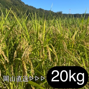 岡山県産　朝日米　20㎏（玄米/分づき/白米）│無農薬│在来種│令和7年産│くらしき自然栽培