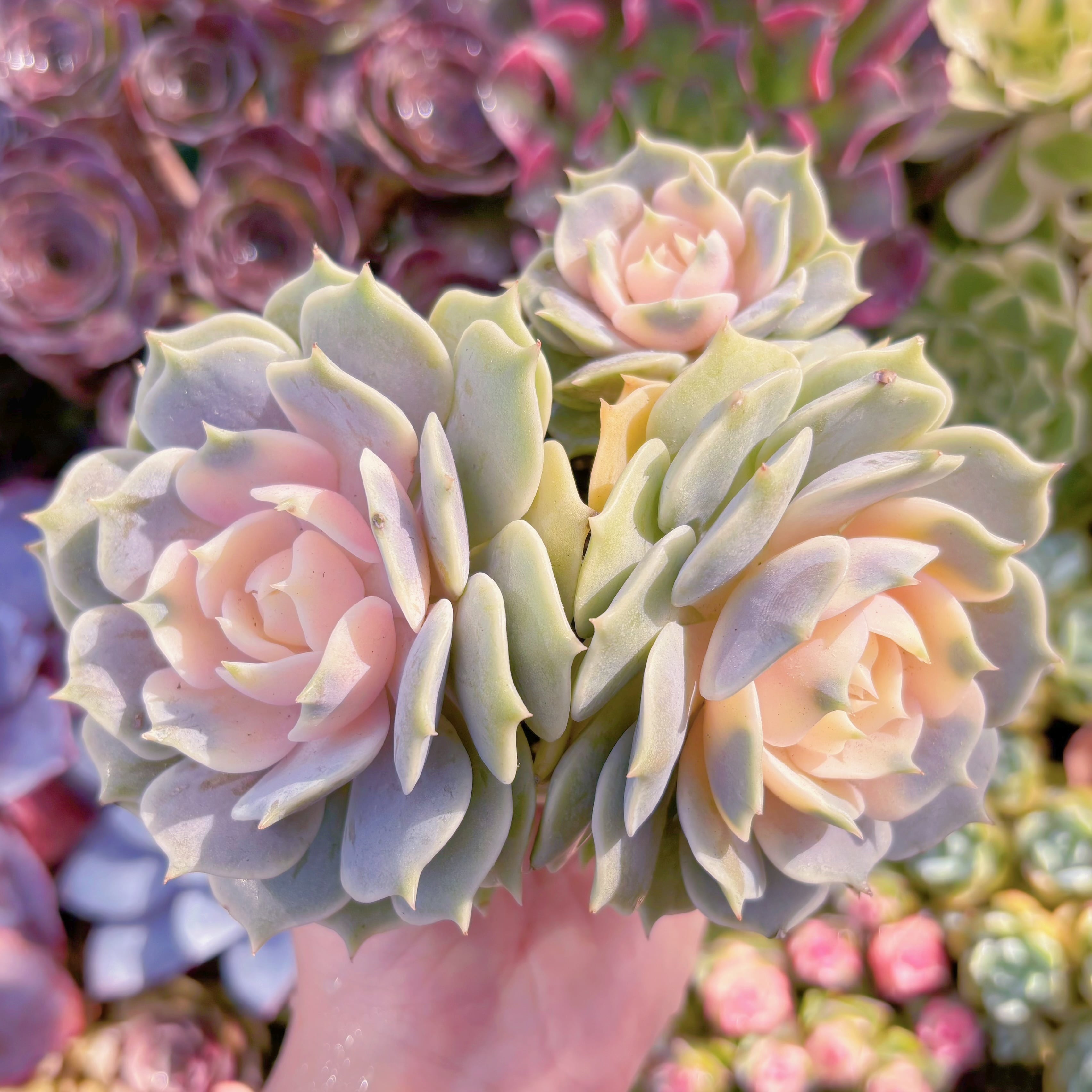 多肉植物　ローラ錦　3頭群生　新入荷　るる農園