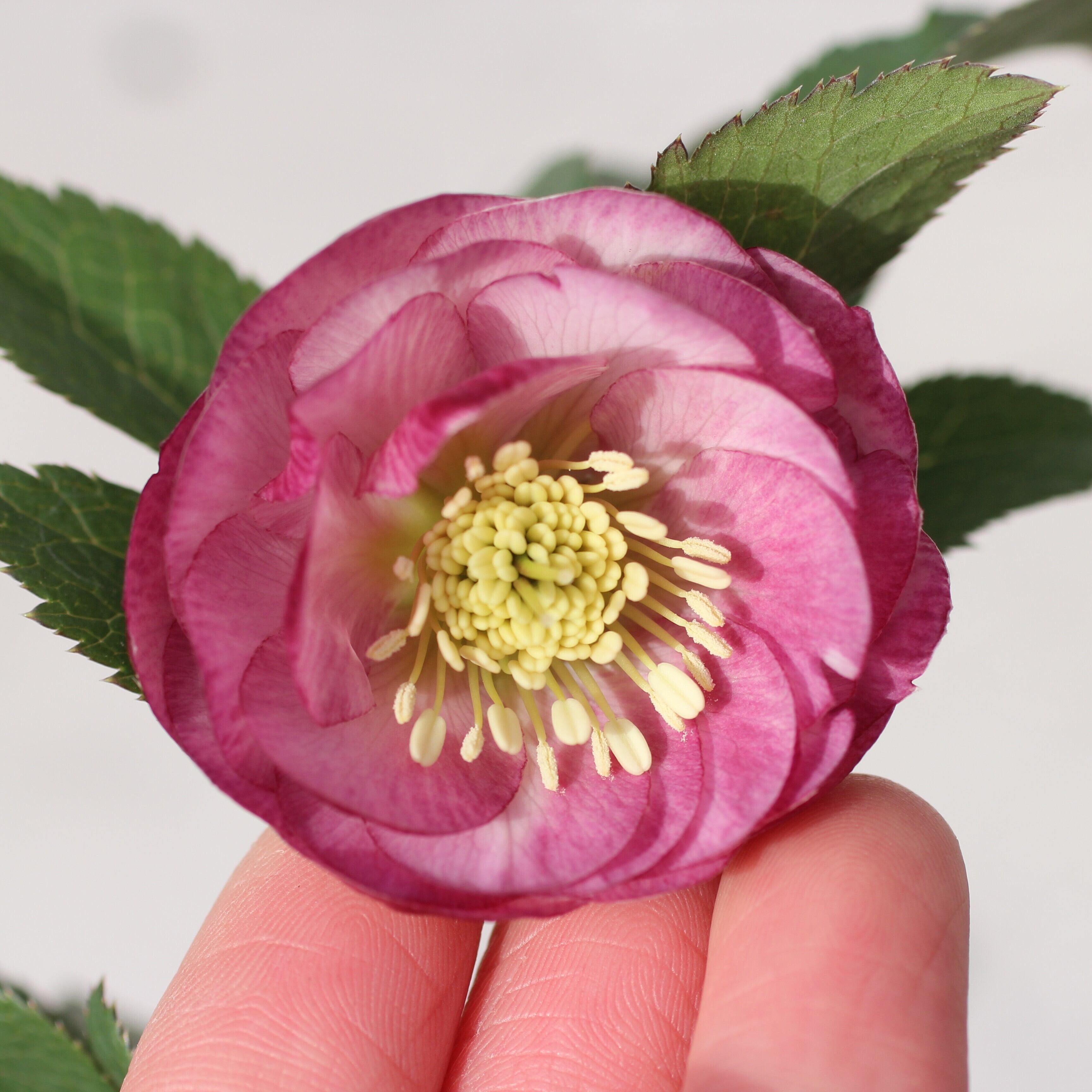 ウィンターローズ 2Fの増量 1点 WS26-032 クリスマスローズ ウィンターシンフォニー グリーンダブル