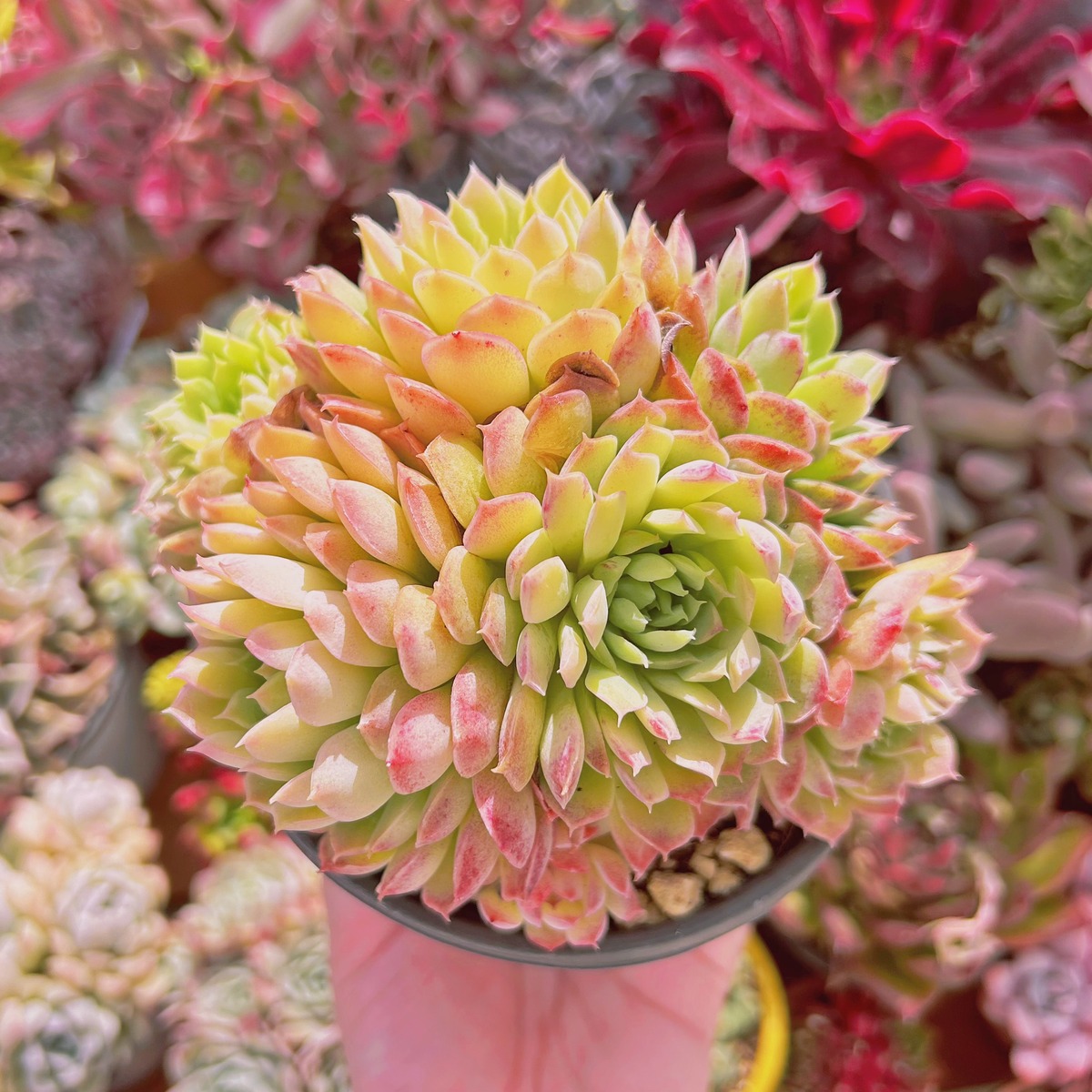 888現物 多肉植物 レッドホール 特大群生 抜き苗 | るる農園~多肉植物専門