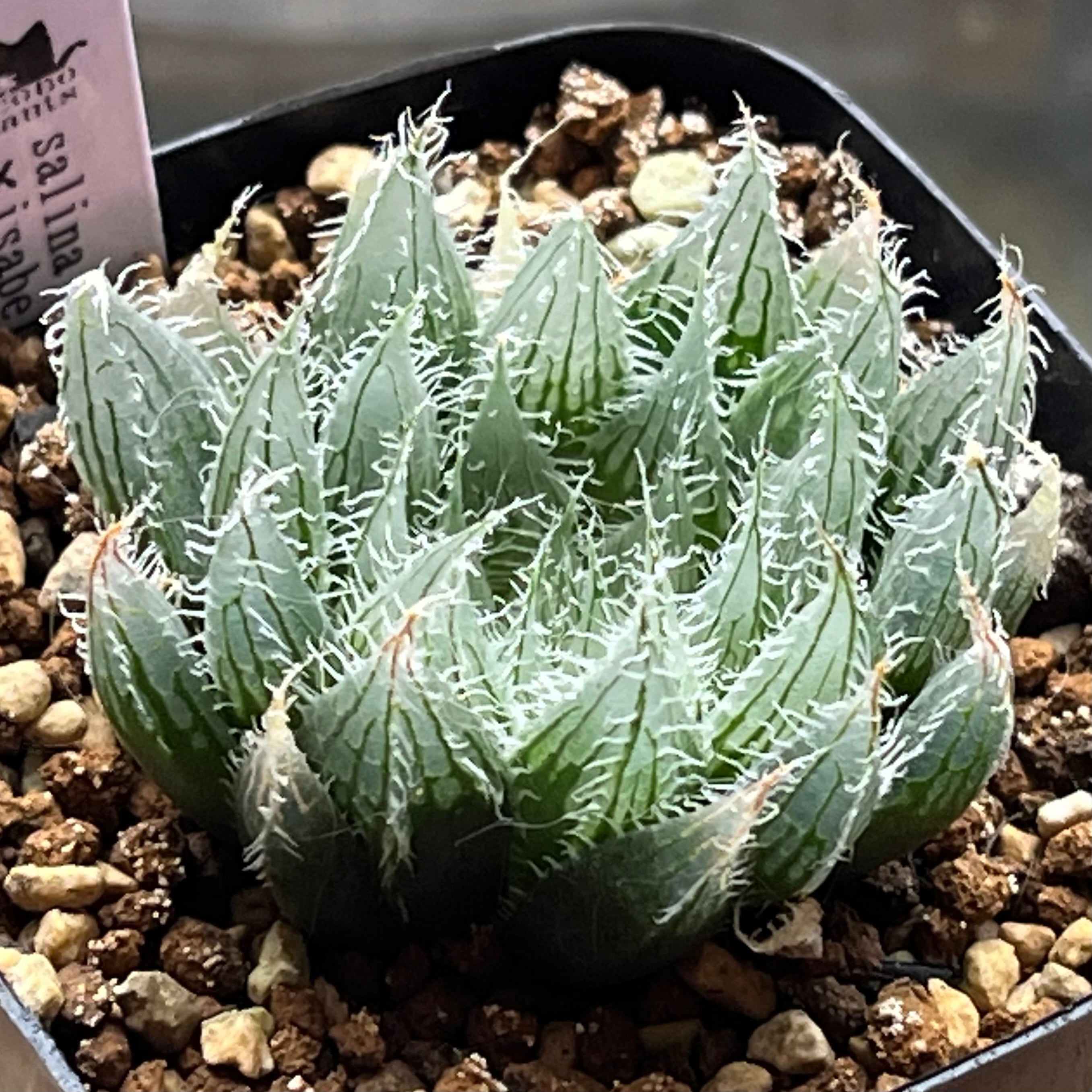 ハオルチア アトロフスカミュータント錦 | mocono_plants