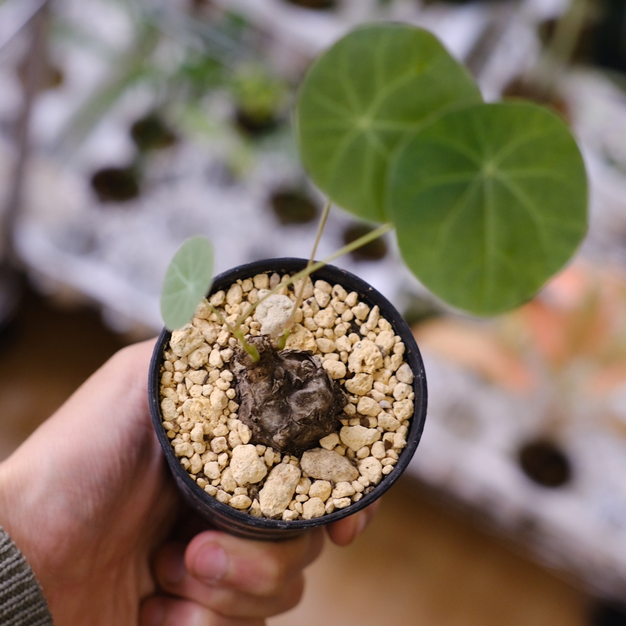 Stephania kaweesakii / ステファニア カウィーサキー㉔/ 観葉植物