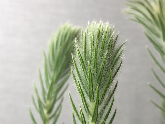 フィリカ プベッセンス