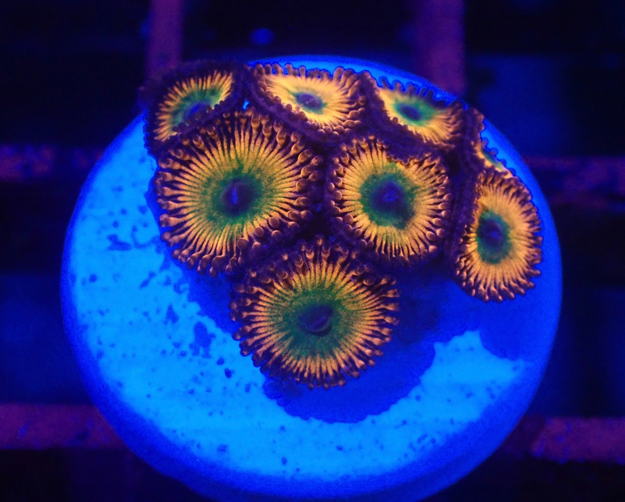 Zoanthus CandyApple 1