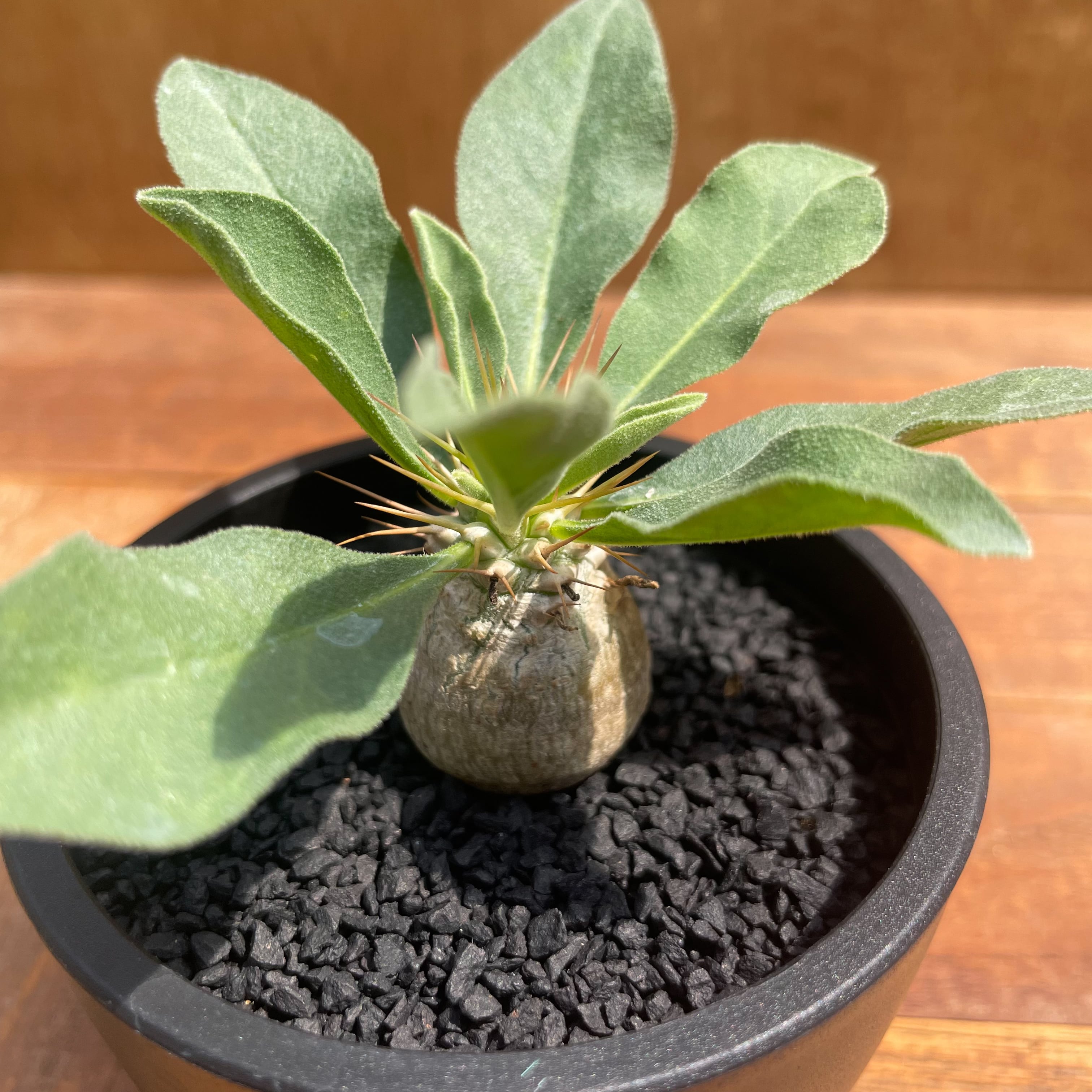 パキポディウム ナマクアナム 光堂 実生株 ① Pachypodium パキポディウム ナマクアナム 光堂 実生株 ① Pachypodium
