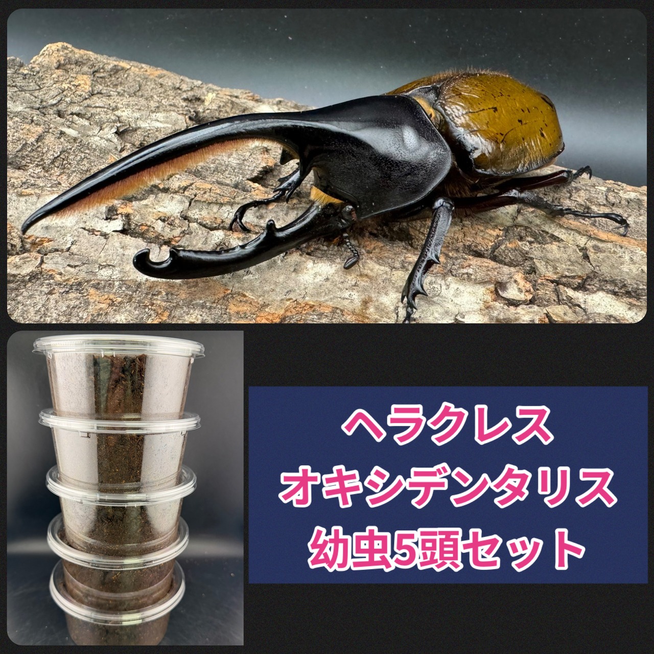 《ヘラクレス・オキシデンタリス 幼虫5頭セット》