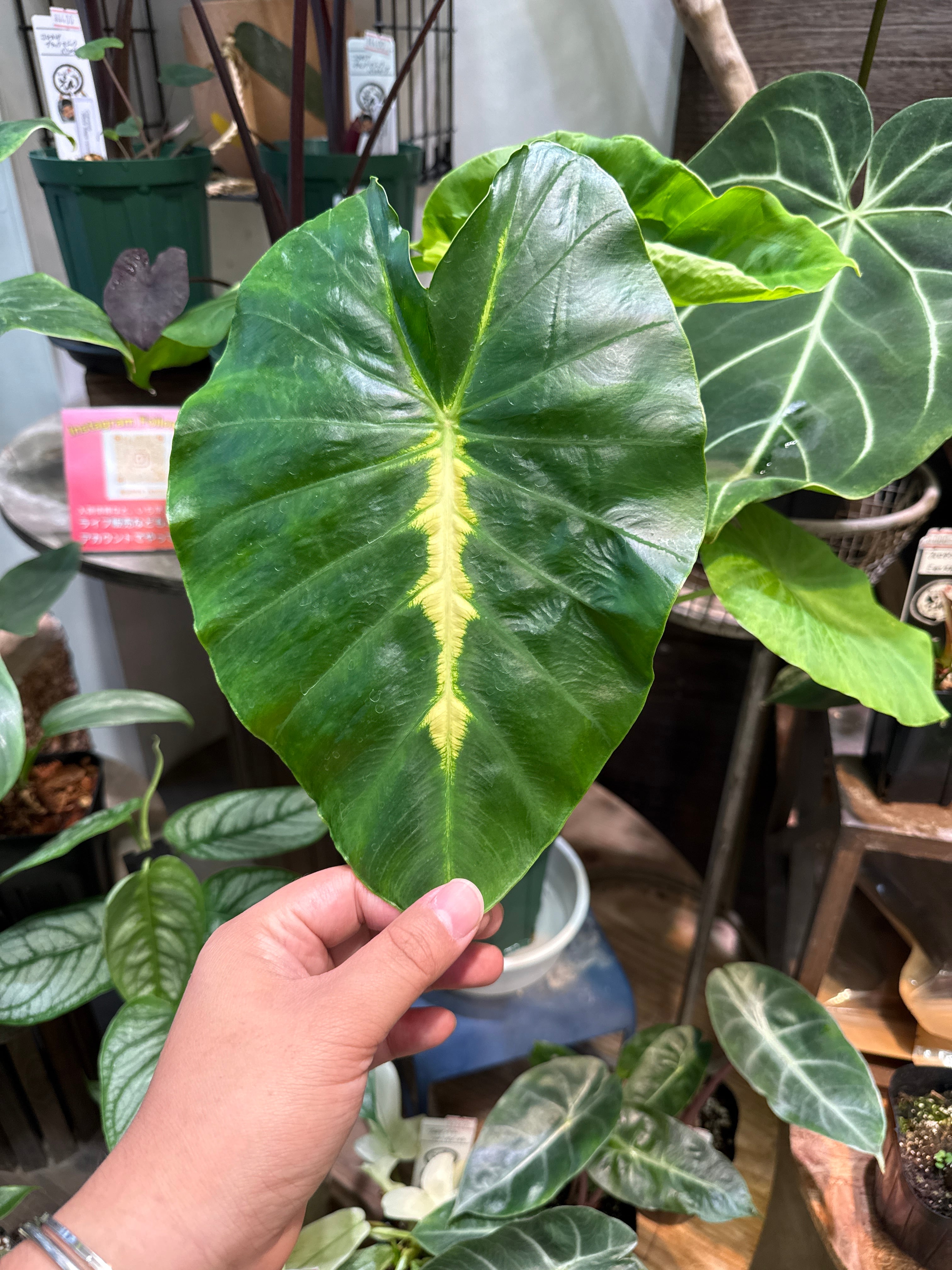 観葉植物 | Gardenえん 【観葉熱帯植物】