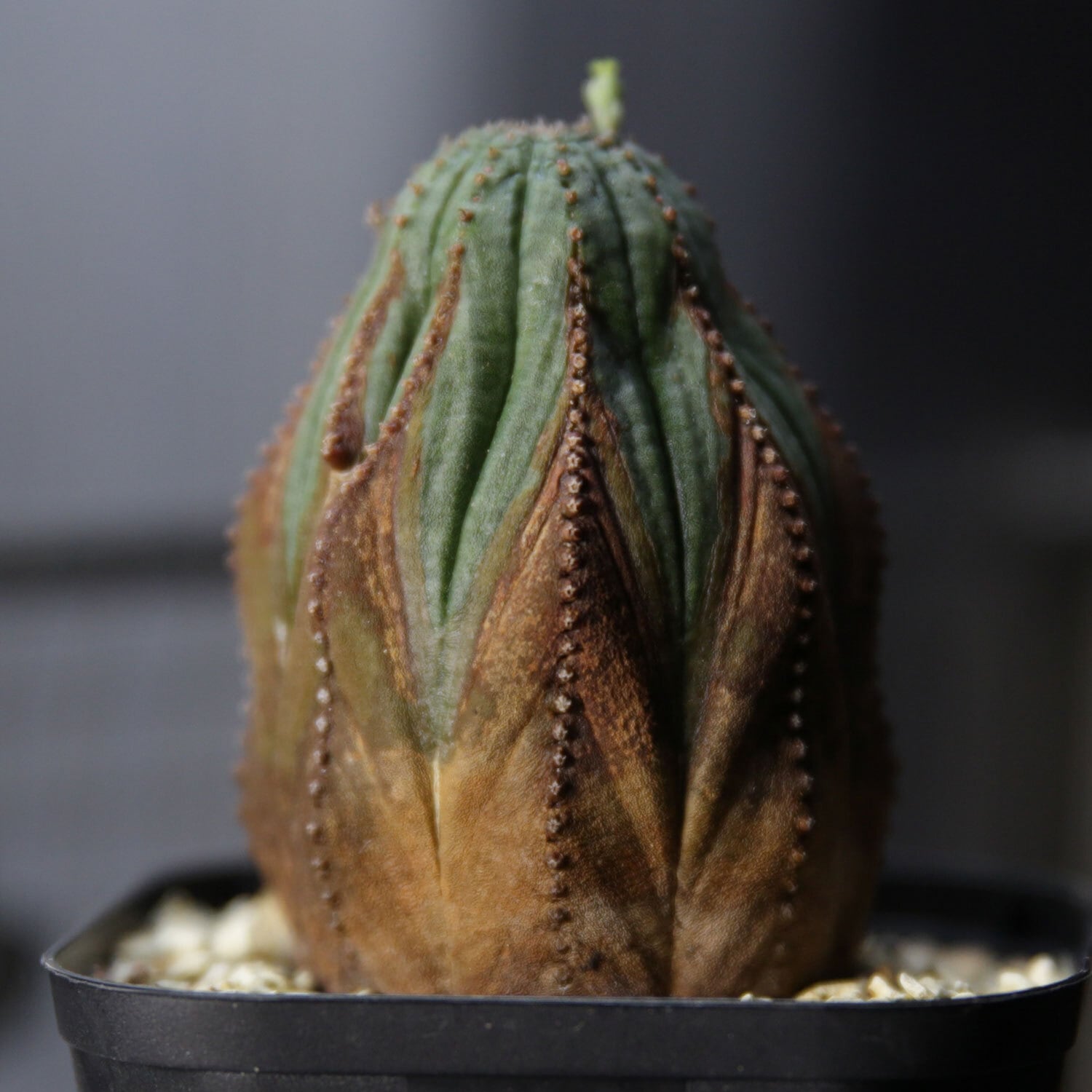 LIGHTHOUSE.PLANTS - 海外実生株のオベサなど輸入植物を販売