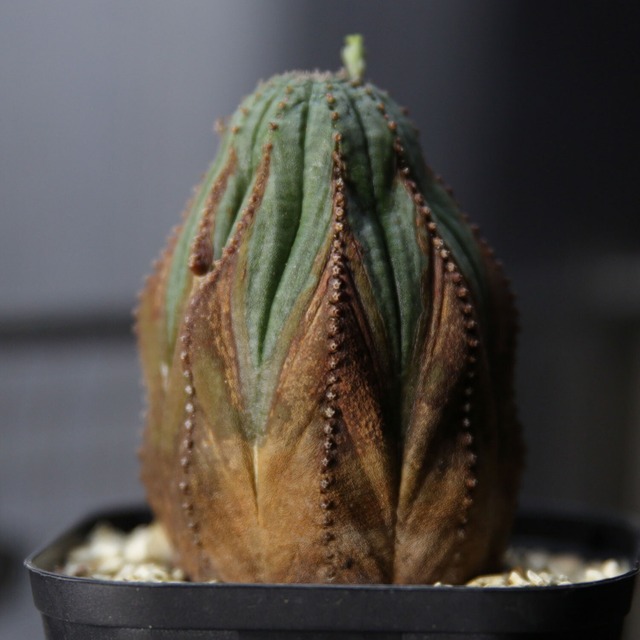 メス株 木質化 マウンテン オベサ / ユーフォルビア