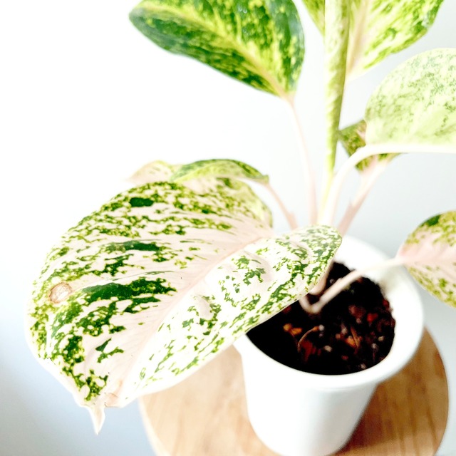 アグラオネマ 観葉植物 calm cafe