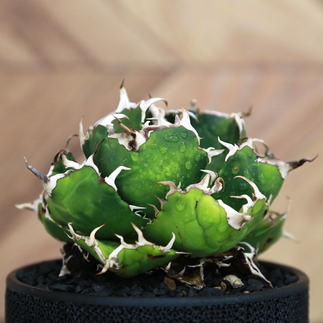 Agave Titanota 白鯨 (White Whale) アガベ チタノタ / 中株(4号鉢)/Lot.001