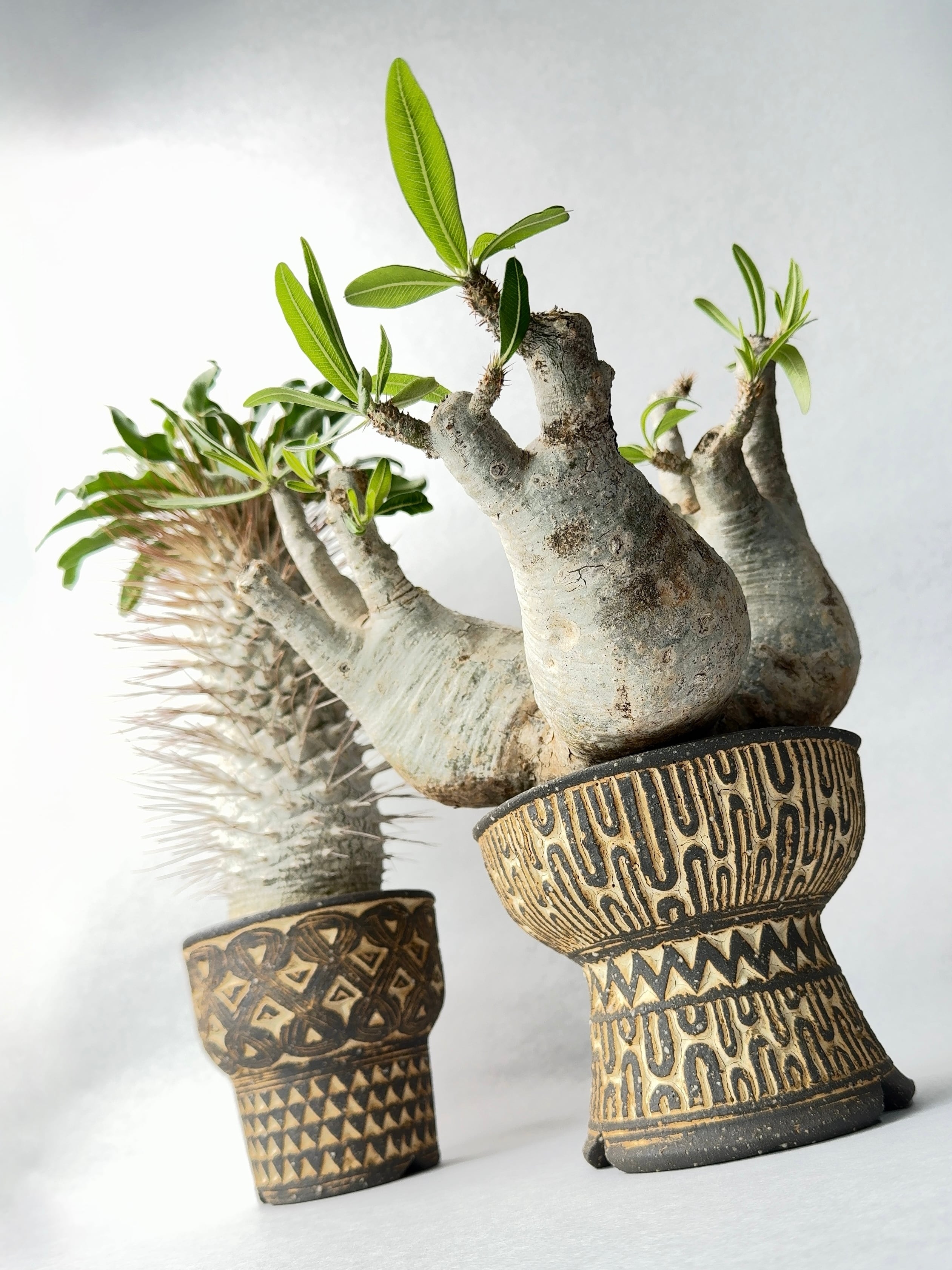 パキポディウム・ナマクアナム | trigger