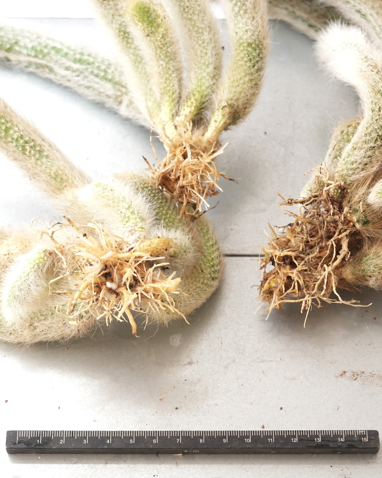 発根済カット苗 クレイストカクタス カラデモノ 20cm超 群生 Cleistocactus winteri ssp.colademono