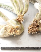 発根済カット苗 クレイストカクタス カラデモノ 20cm超 群生 Cleistocactus winteri ssp.colademono
