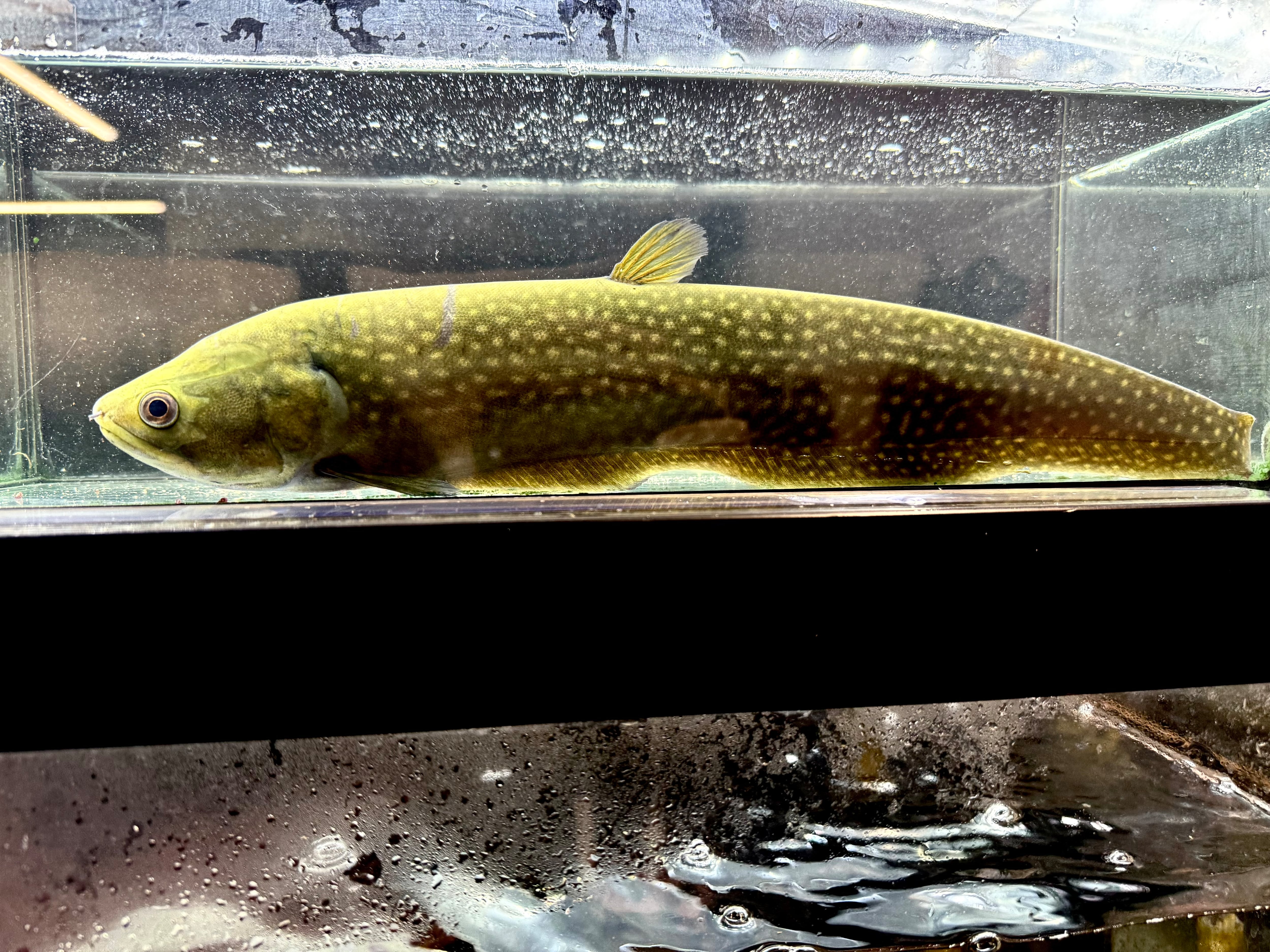 アロワナナイフ（アファー）➁ 37cm ギニア産 | AQUASTYLEG
