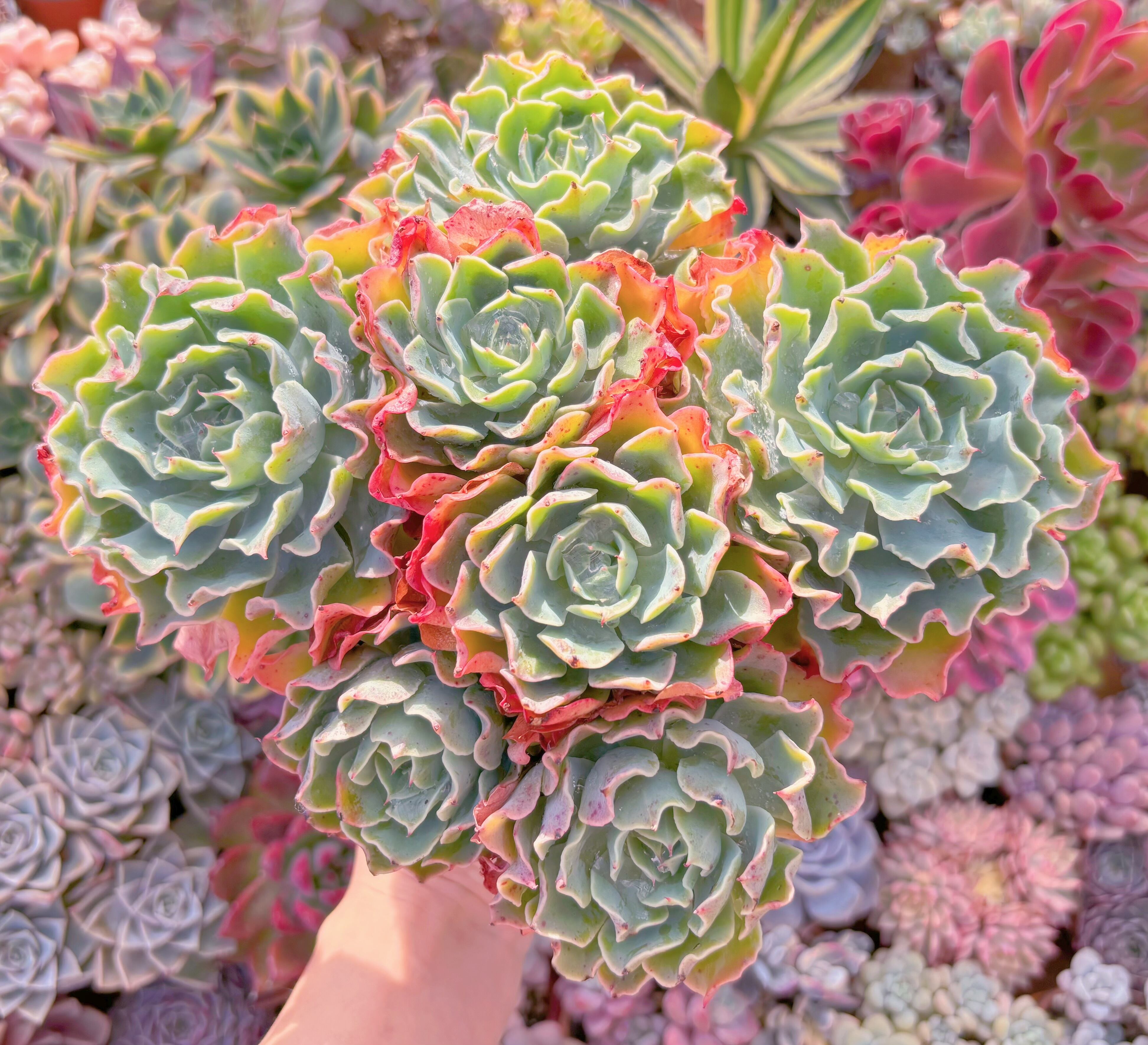 現品　Tsunami#1007　新入荷　特大群生約25cm    るる農園