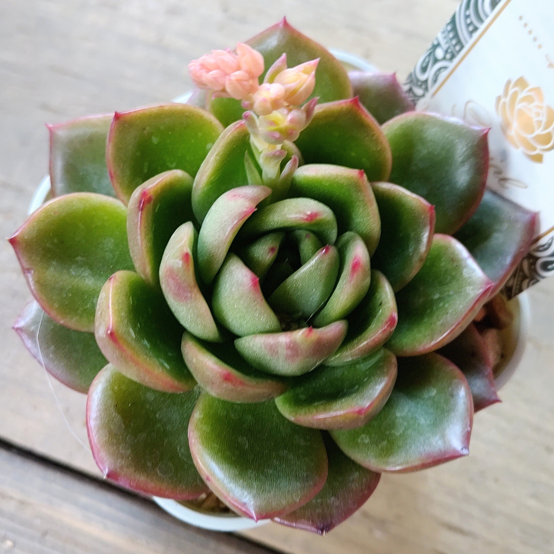 ボーイズ | RuPo 多肉植物専門店