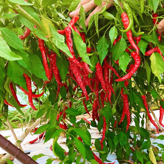 カシミールチリ g ホールスパイス ヤマシロスパイス