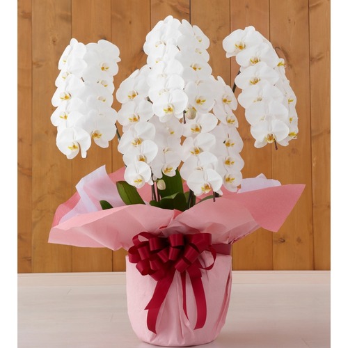 【御祝】胡蝶蘭 白小輪5本立ち 画像