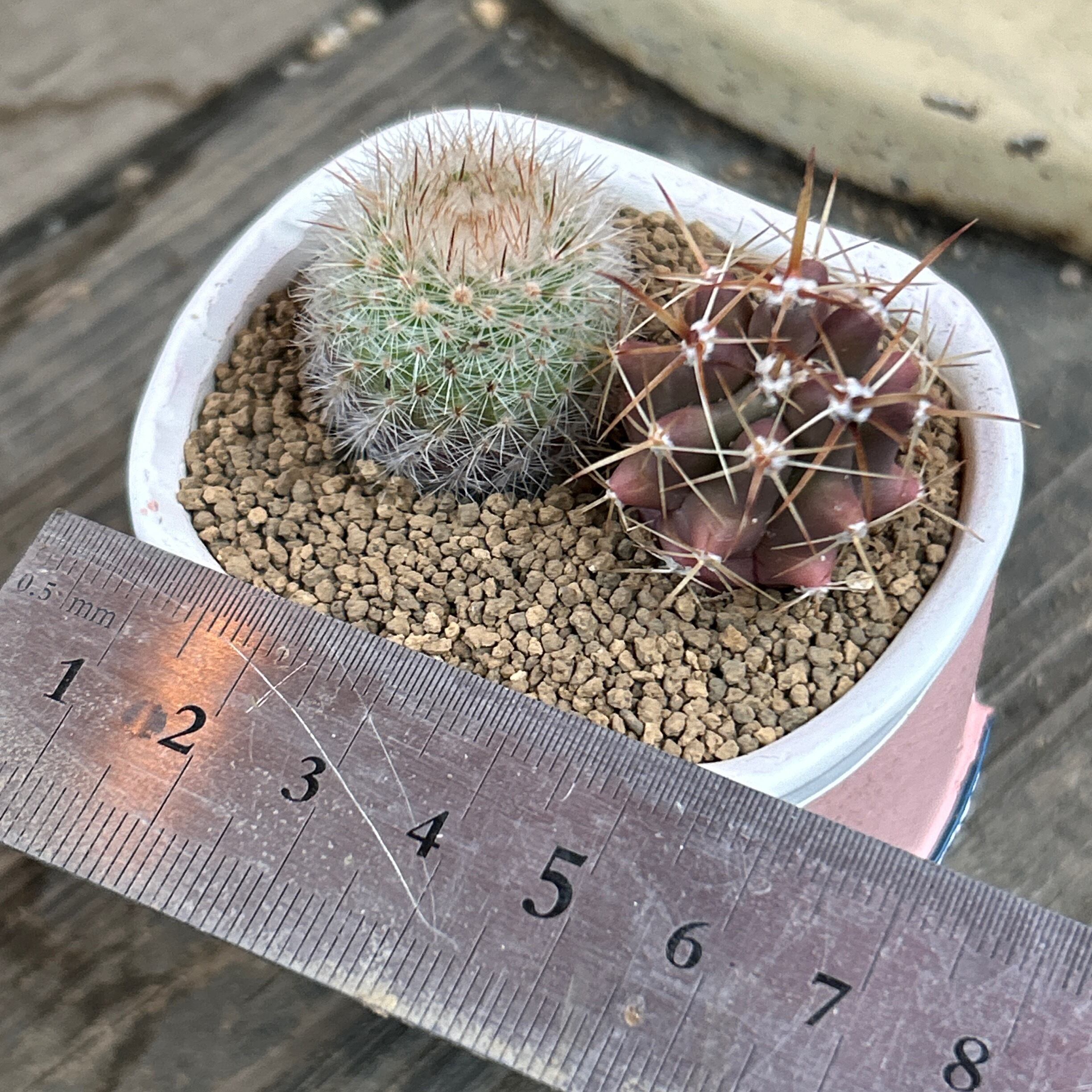 T).サボテン寄せ植え(ピンクの可愛い鉢 | RuPo 多肉植物専門店