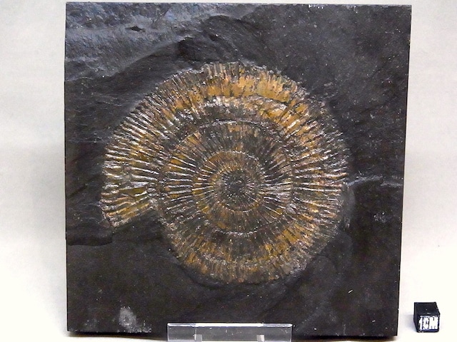 【 化石 】アンモナイト ダクチリオセラス Dactylioceras 頁岩プレート ドイツ ホルツマーデン産