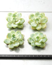 カット苗 スノークィーン M Echeveria 'Snow Queen'