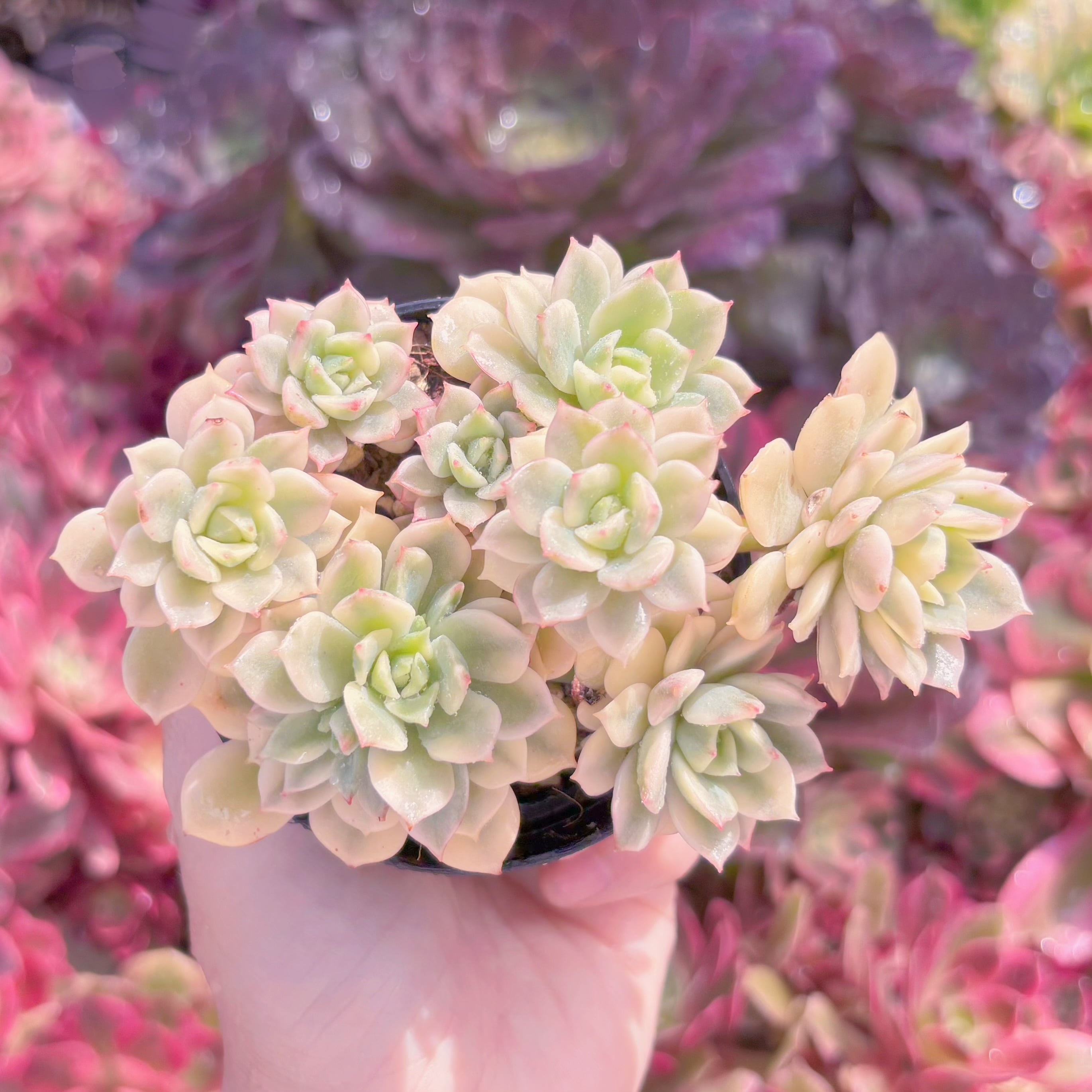 現品　デレン錦#877　るる農園