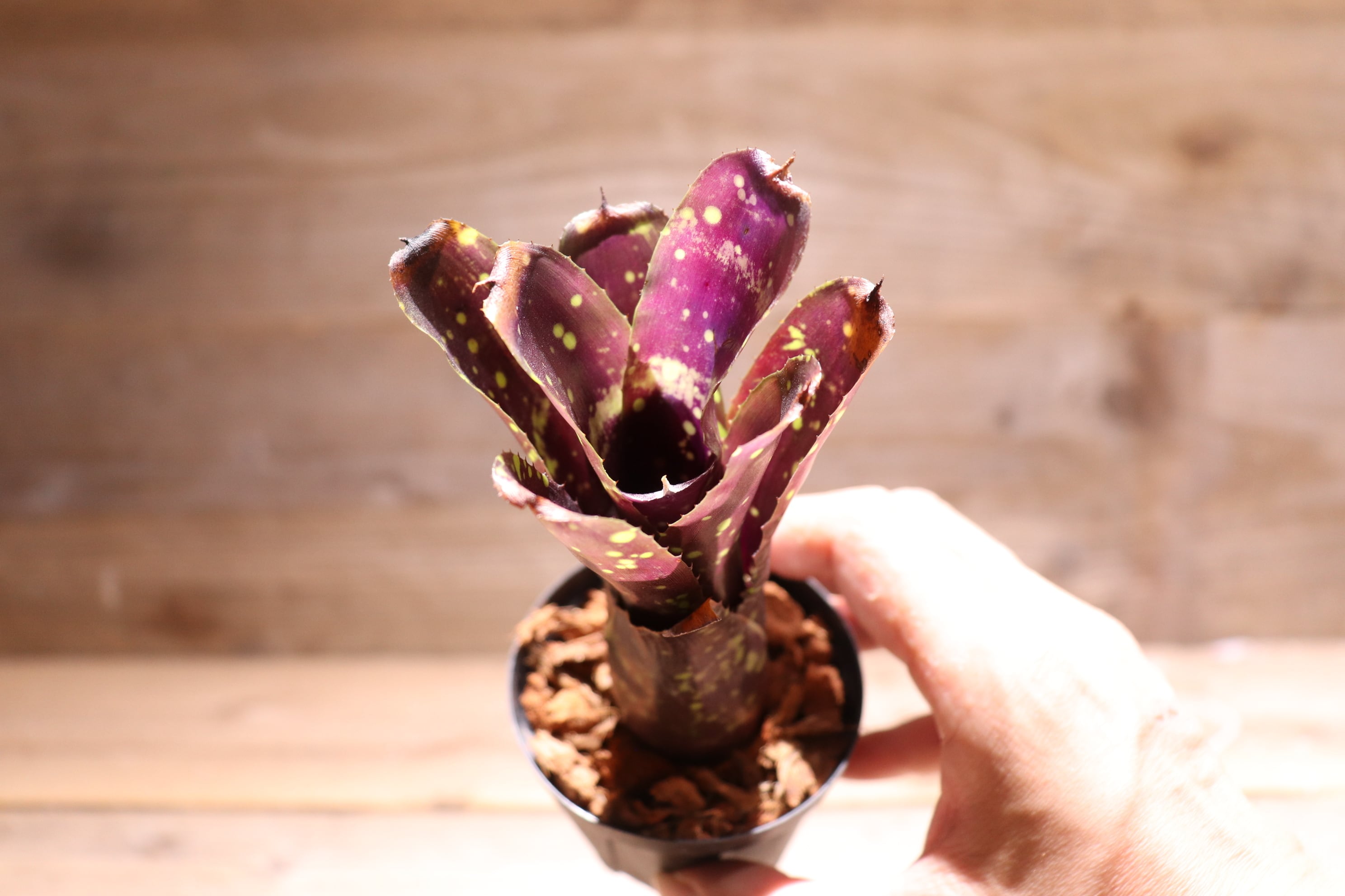 送料無料】Neoregelia 'Domino'〔ネオレゲリア〕現品発送N0242 | plane