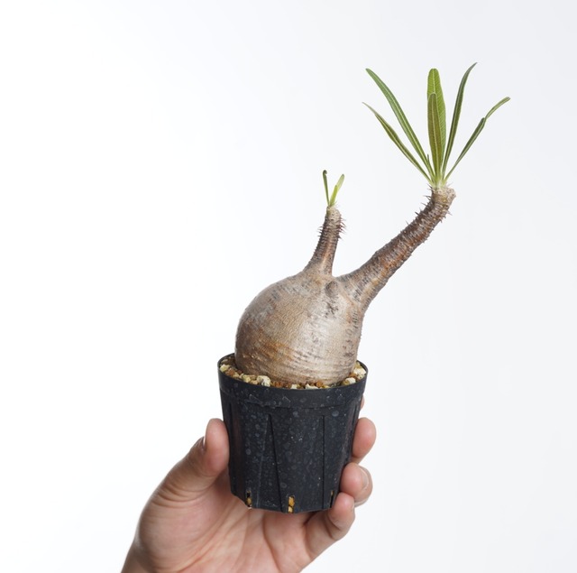 パキポディウム グラキリス no.9〈発根済み〉