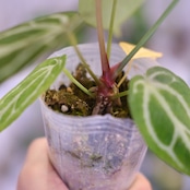 Red Crystallinum × Silver Blush / アンスリウム・レッド クリスタリナム × シルバーブッシュ⑥