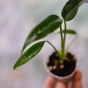 モンステラ バールマルクスフレーム / Monstera 'Burle Marx's Flame⑦