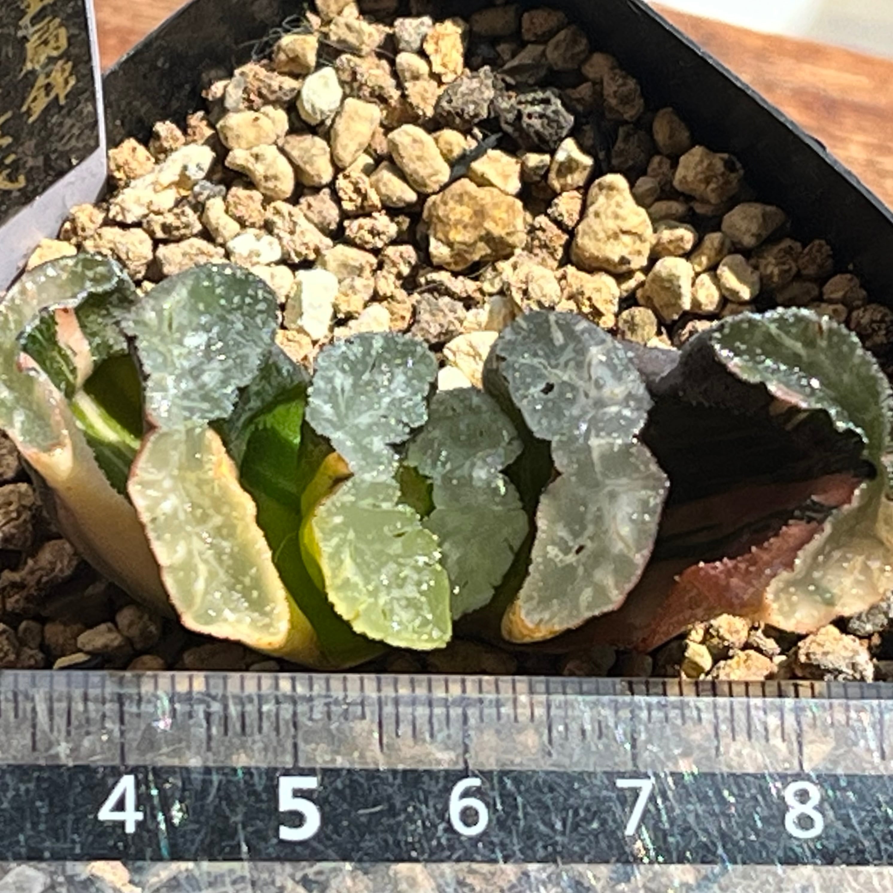 ハオルチア 玉扇錦 隼×玄武 | mocono_plants