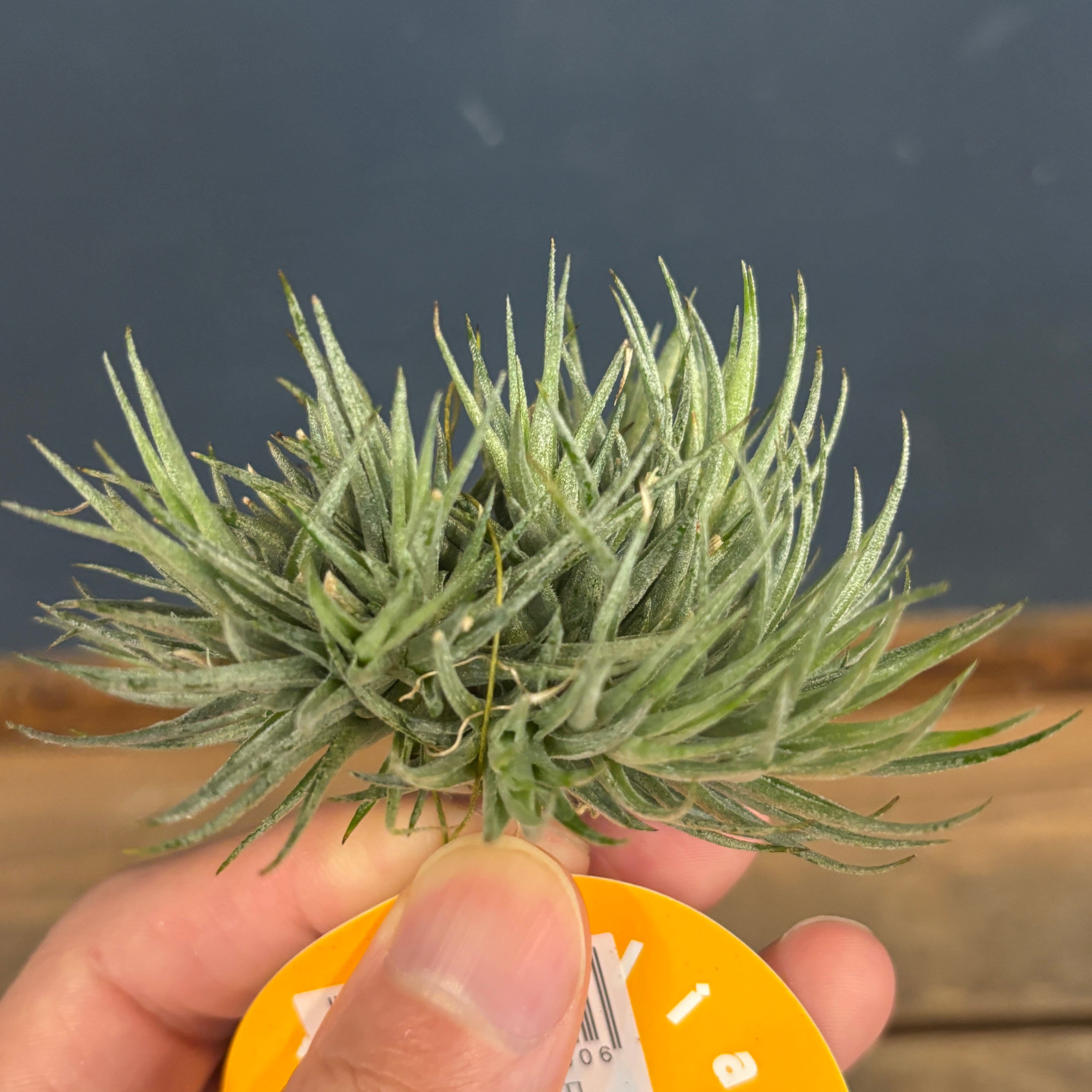 ビカクシダ P.Hillii Spore #5 〈Yot #5〉 P.Hillii Spore #5 〈Yot #5