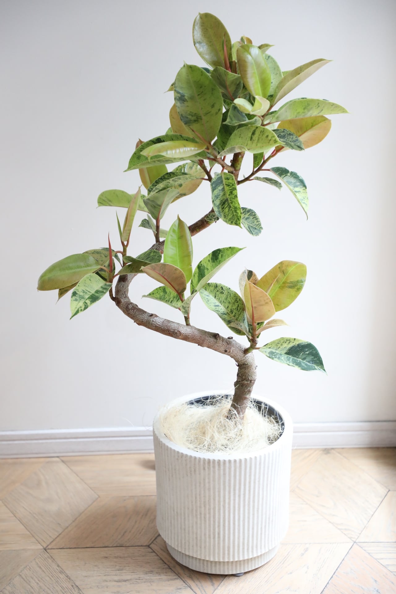 珍種Ficus sp. 'Sumatra'レアフィカスsp.スマトラ産　発根済❗️ L/99cm】フィカス ジン/Ficus | 【厳選植物・器】MIDORI DOUMEI 翠堂明