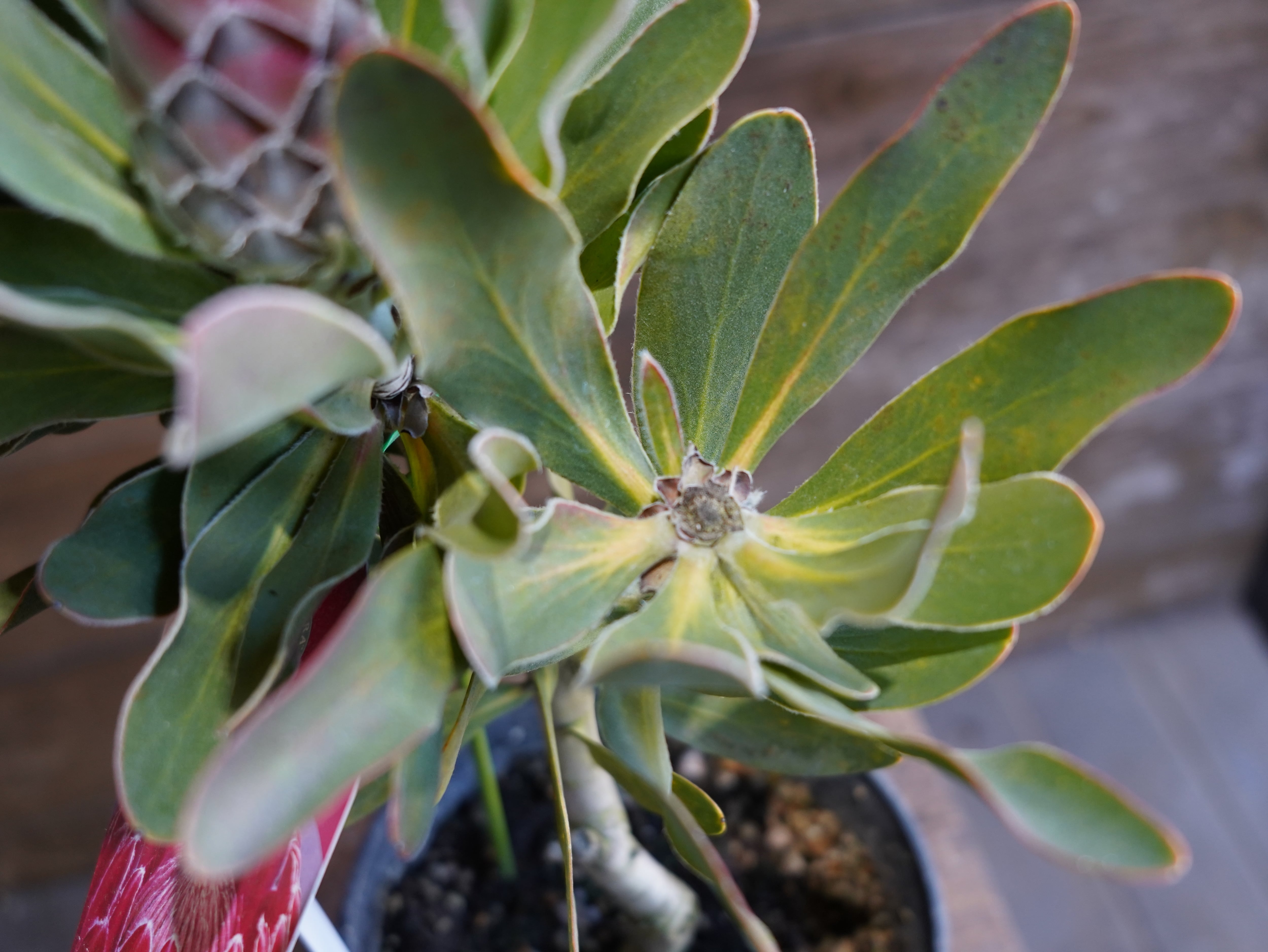 【現物】プロテア "レッドバロン" A