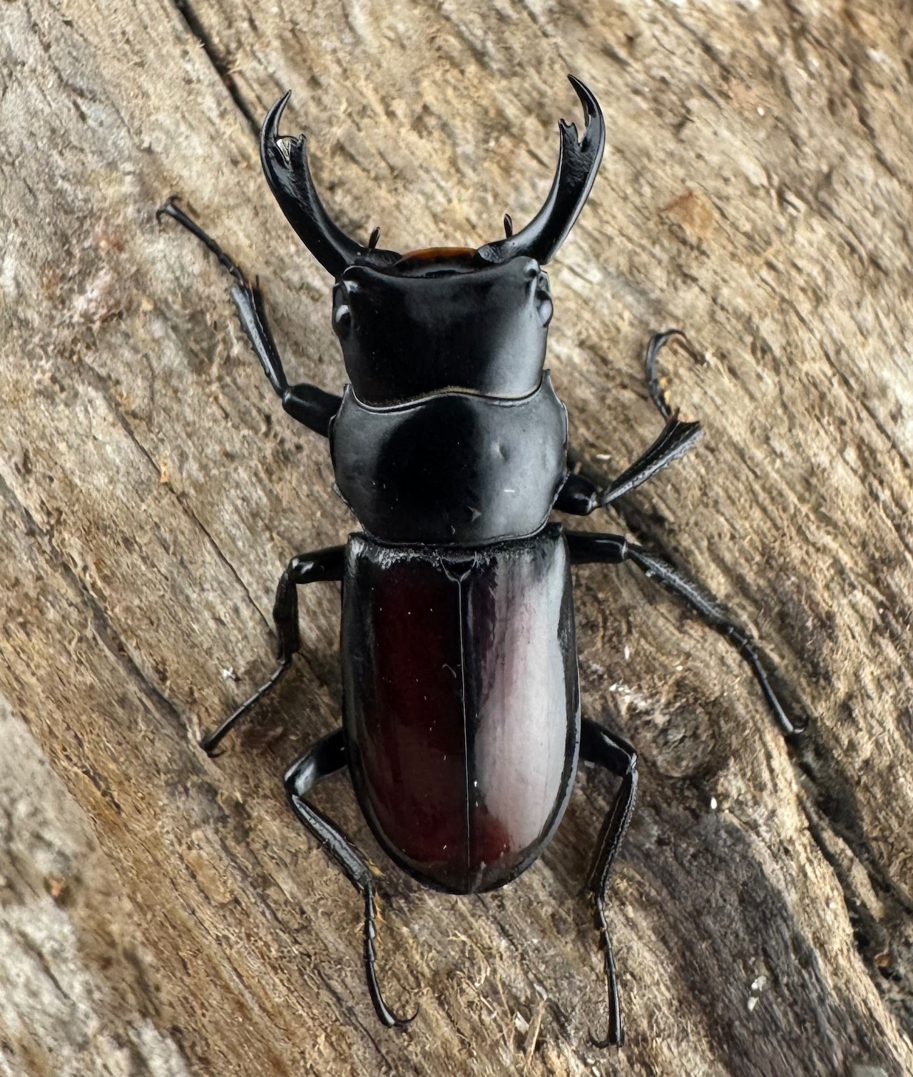 【WF3】《チュチェンセスジクワガタ 24mm ペア》