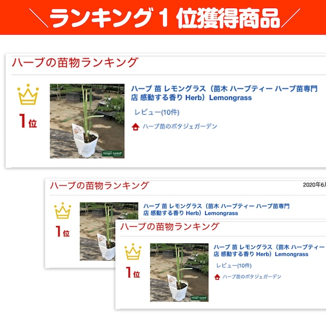ハーブ 苗 レモングラス ハーブ苗のポタジェガーデン 本店